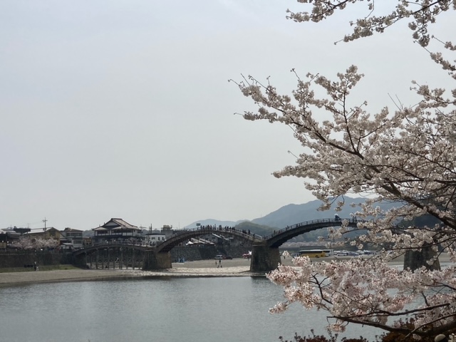 お花見　岩国　錦帯橋　家具のアウトレット＆直輸入エフデポ