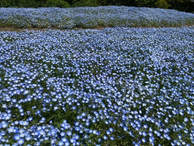 広島市　植物公園　広島　家具のアウトレット＆直輸入エフデポ