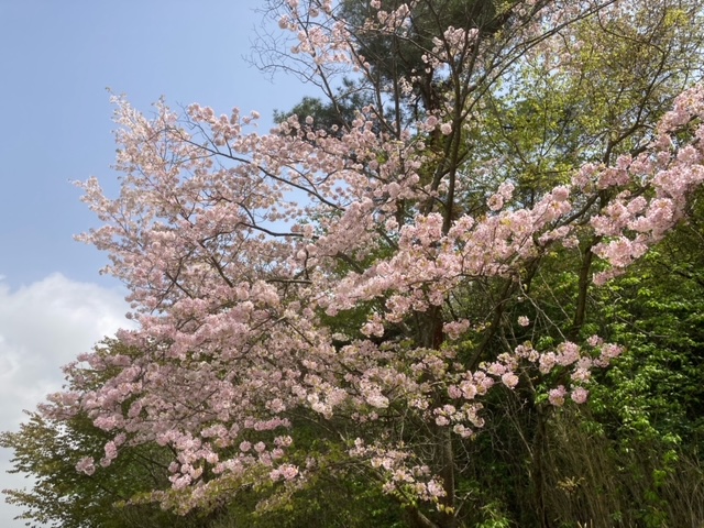 花見　広島　家具のアウトレット＆直輸入エフデポ